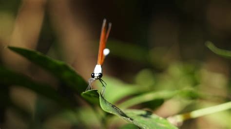 蜻蜓來家裡|蜻蜓為何頻繁造訪？命理師揭秘